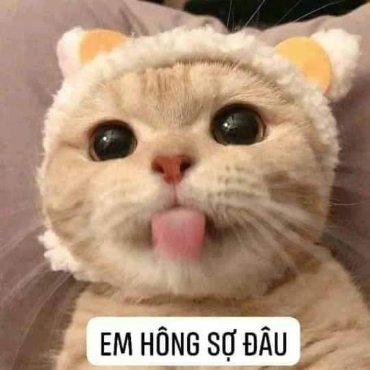 Top 99+ Meme bá đạo nhất dành cho "người chơi hệ mèo"