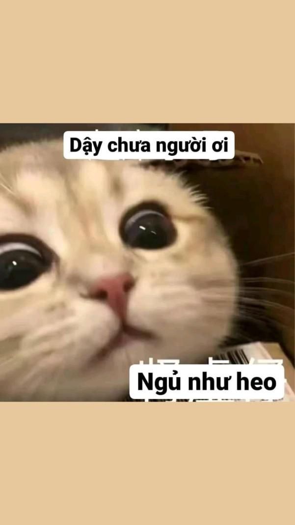 Top 99+ Meme bá đạo nhất dành cho "người chơi hệ mèo"