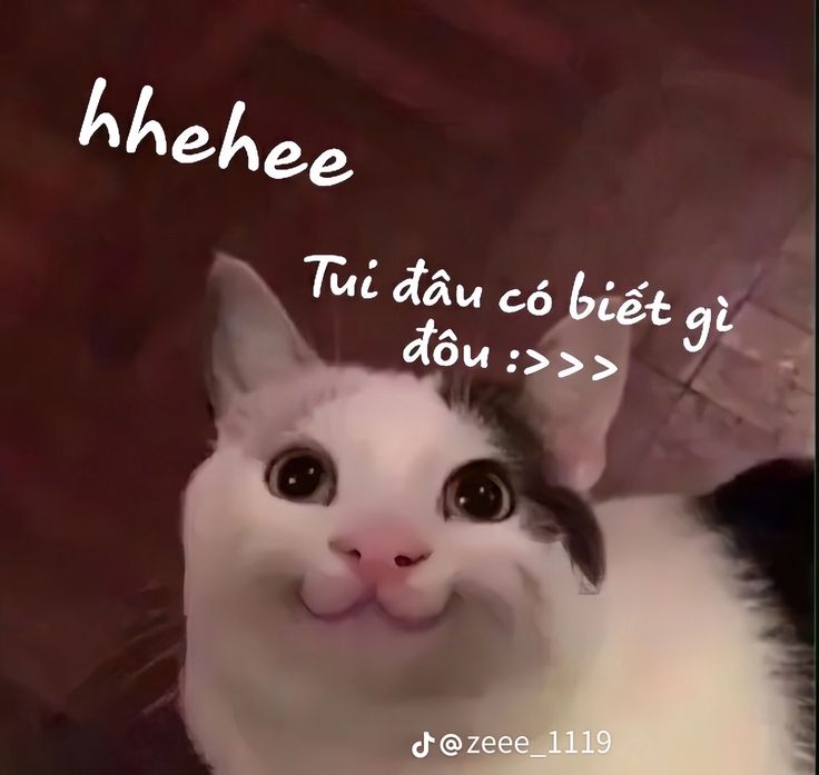 Top 99+ Meme bá đạo nhất dành cho "người chơi hệ mèo"