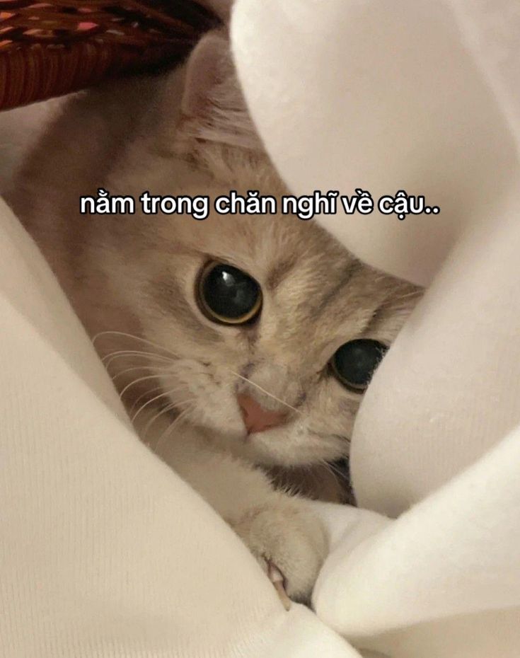 Top 99+ Meme bá đạo nhất dành cho "người chơi hệ mèo"