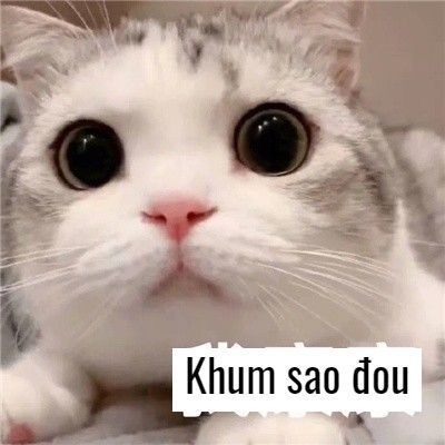 Top 99+ Meme bá đạo nhất dành cho "người chơi hệ mèo"