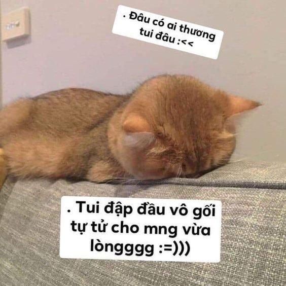 Top 99+ Meme bá đạo nhất dành cho "người chơi hệ mèo"