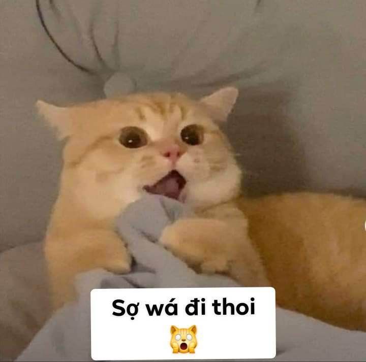 Top 99+ Meme bá đạo nhất dành cho "người chơi hệ mèo"